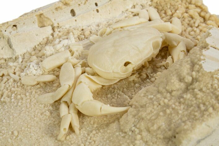 Fossil Crab (Potamon) Preserved in Travertine - Turkey #315134